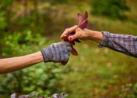 Two hands passing a sprout to plant