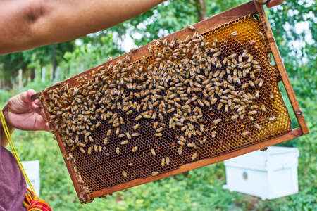 Frames of a bee hive. Beekeeper Inspecting Bee Hiveの写真素材