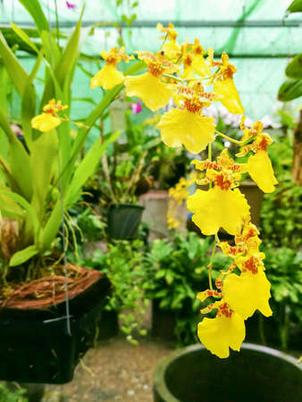 Orchid flowerの素材