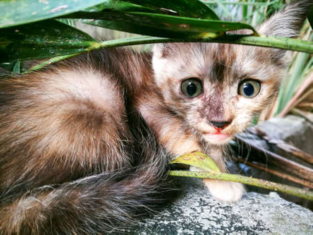 Kitten is looking at the cameraの素材