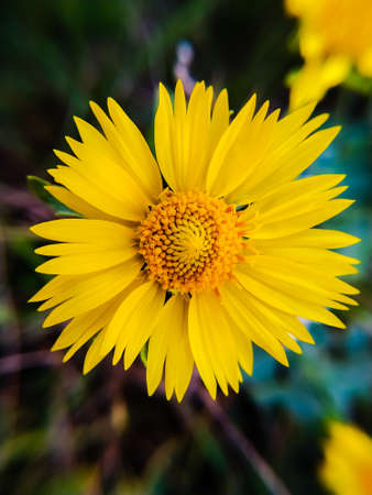 Desert sunflower bright yellow petals, orange center close up with blurred bokeh background, desert wildflowerの写真素材