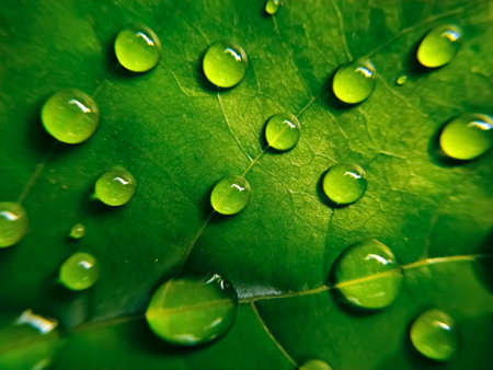 Close up of water drops on leafの写真素材