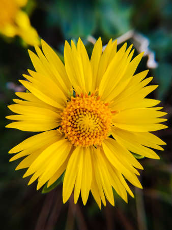 Desert sunflower in the garden. Desert sunflower blooming. close up of desert sunflowerの写真素材