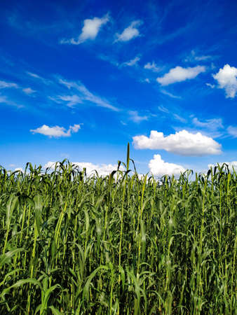 Beautiful blue sky with white clouds against millet plantsの写真素材