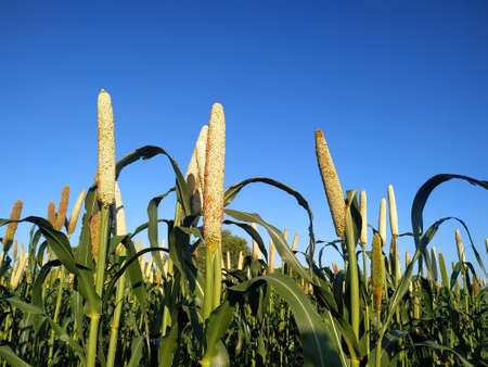 Pearl Millet Field in Rajasthan India. The Crop is Know as Bajra or Bajri Agricultureの写真素材