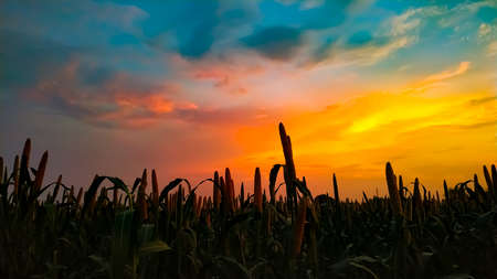 Millet plants field under the red colors of the summer sunsetの写真素材