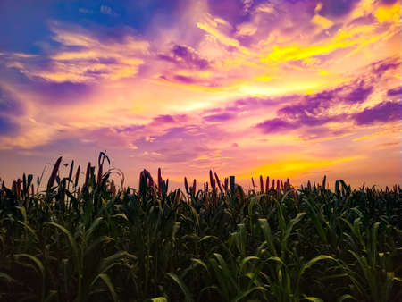 Landscape of sunset of summer field with Millet plants in evening twilight under clouds on blue sky in bright sunset light, colorful view of field in sunset dusk with silhouetteの写真素材