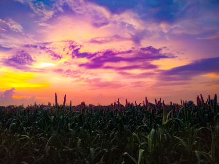 A Field with millet on the plants under a dramatic and colorful sunset or sunrise. High quality photoの写真素材