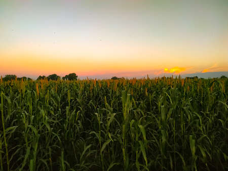 Field of millet on a sunset sky backgroundの写真素材