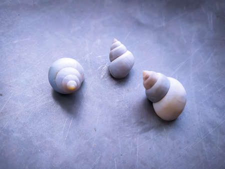 High angel view of three
conchの写真素材