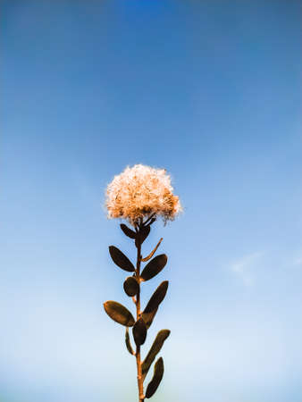white flower leaves on a blue backgroundの写真素材