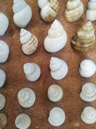 High angel view of conch onsand