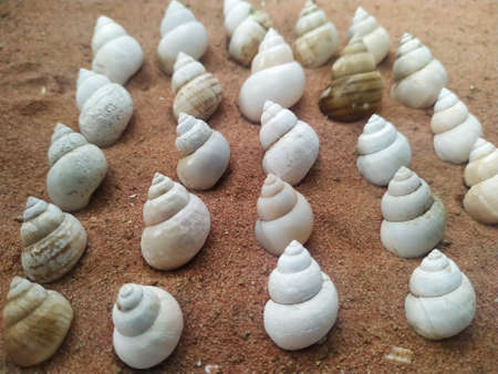 High angel view of conch on
sandの写真素材