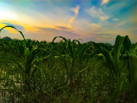 Green millet field over the sunsetの写真素材