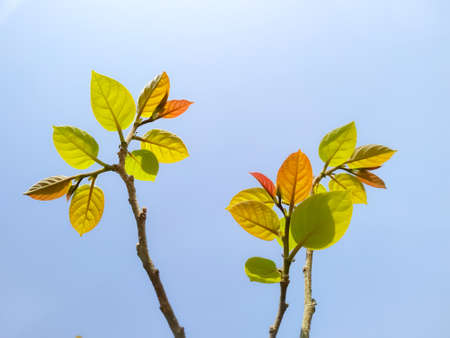 Autumn leaves on blue sky backgroundの写真素材
