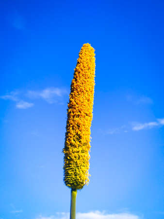 One millet ear on blue backgroundの写真素材