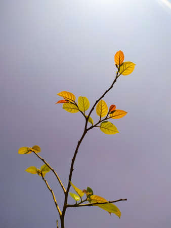 Autumn leaves on sky backgroundの写真素材