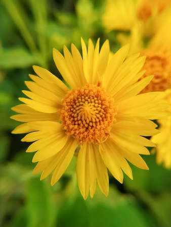 A blooming yellow Desert sunflowerの写真素材