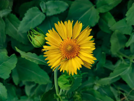 A blooming yellow desert sunflowerの写真素材