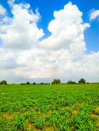 A green millet plants field against a blue skyの写真素材