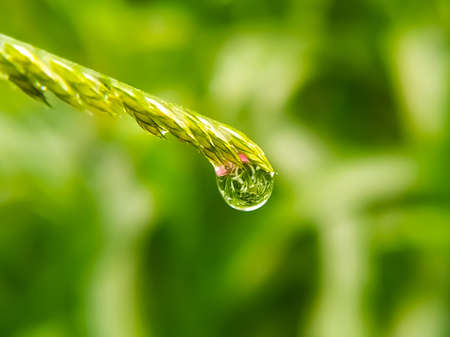 The macro of dew drop at the green plant end in the nature with gree backgroundの写真素材