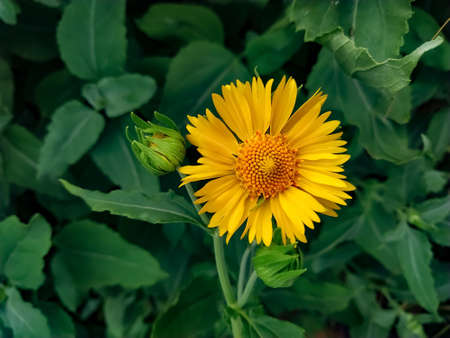A blooming yellow desert sunflowerの写真素材