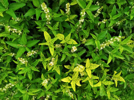 Full frame shot of Croton bonplandianum (ban tulsi) with  white flowersの写真素材