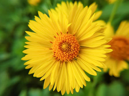 Beautiful desert sunflower on green backgroundの写真素材
