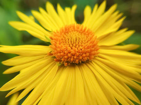 Bright Desert sunflower yellow budsの写真素材