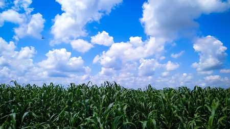 Millet plants field against a blue sky with white cloudsの写真素材
