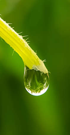 Closure of dew drops on plant on green backgroundの写真素材