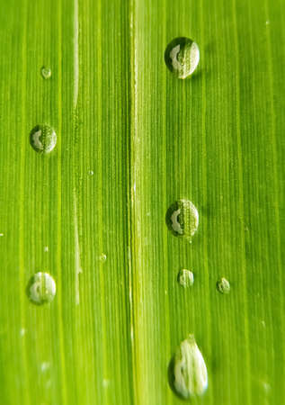 texture of droplets on green leafの写真素材