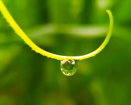 Drops of dew on a grassの写真素材