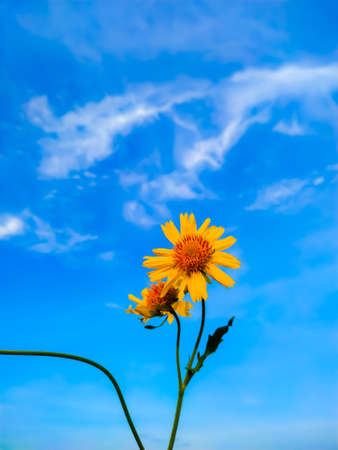Desert Sunflower background against blue skyの写真素材