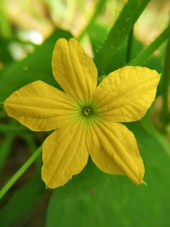 Beautiful yellow cucumber flower.in Rajasthan Indiaの写真素材
