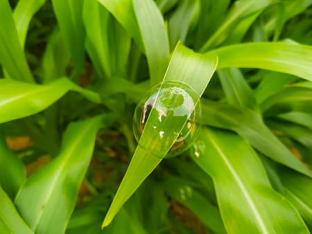 Green leaf with water bubblesの写真素材