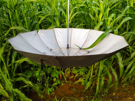 Umbrella hanging upside down in the field of millet plantsの写真素材