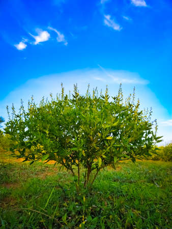 Croton bonplandianum - ban tulsi Plant with green grass against the blue skyの写真素材