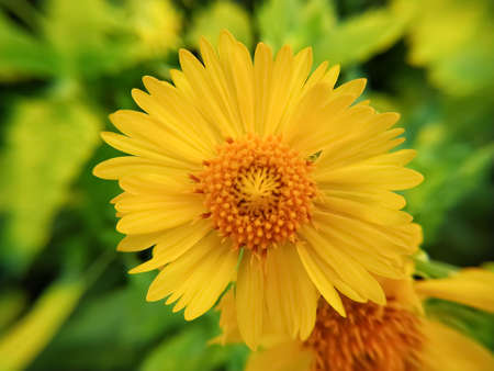 Desert sunflower bright yellow petalsの写真素材