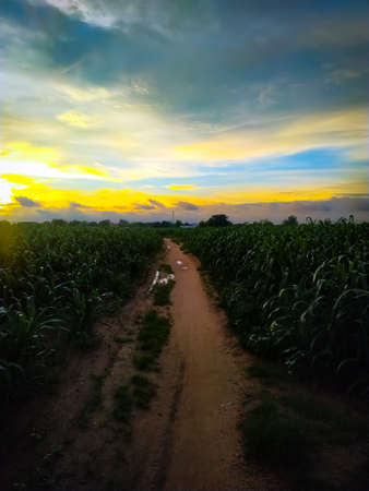Sunset over the field,Dirty road coming out of the green fieldの写真素材