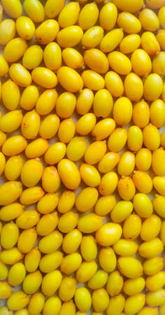 Neem seeds - close up view, can be used as a backgroundの写真素材