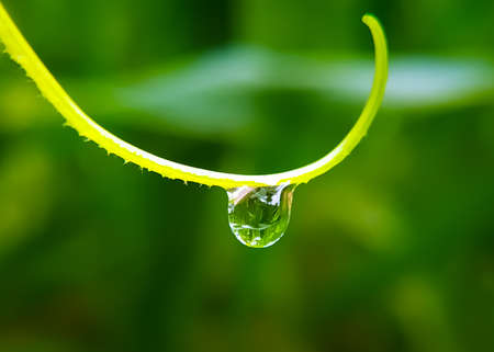 water drops on green grassの写真素材