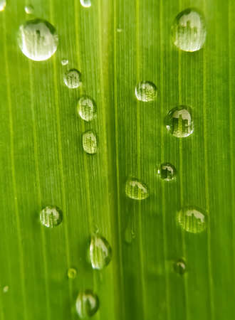 green leaf texture with drops of rain waterの写真素材