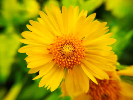Graceful yellow blossoms of Desert sunflowerの写真素材