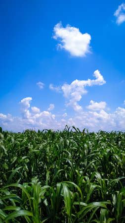 The pearl millet plants under the blue sky with white cloudsの写真素材