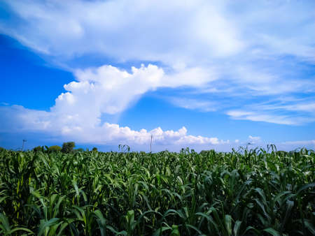 millet plants field against blue sky with white cloudsの写真素材