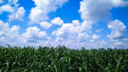 Millet plants field against a blue sky with white cloudsの写真素材