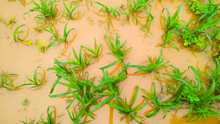 The fields are flooded due to water droplets and excessive rainfall on the green plants of milletの写真素材