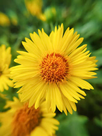 Yellow Desert Wild flower in Rajasthan Indiaの写真素材