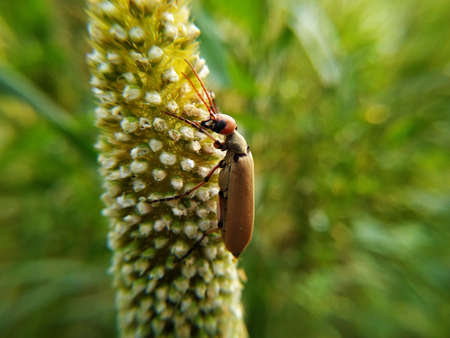 An Orange Soldier Beetle on a Millet ear